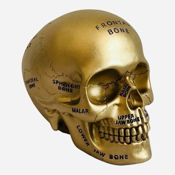 Paranormal Skull ASHLAND Gold Pentagram Map Skull Statue Halloween Witches Lair - Picture 4 of 7